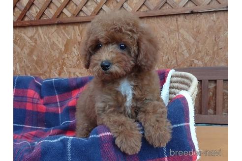 成約済の宮城県のトイプードル-154680の1枚目